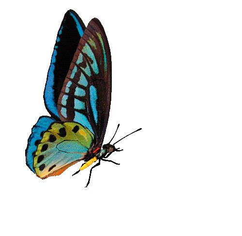 Animasi butterfly